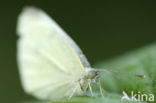 Klein koolwitje (Pieris rapae)