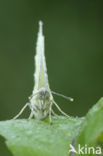 Klein koolwitje (Pieris rapae)