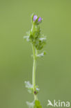 Klein spiegelklokje (Legousia hybrida) 