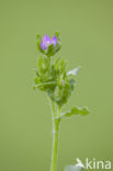 Venus s-looking-glass (Legousia hybrida)