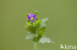 Klein spiegelklokje (Legousia hybrida) 