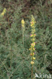 Lesser Meadow-rue (Thalictrum minus)