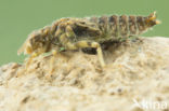 Green-eyed Hooktail (Onychogomphus forcipatus)