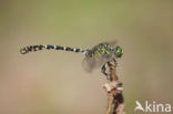 Kleine tanglibel (Onychogomphus forcipatus)