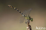 Green-eyed Hooktail (Onychogomphus forcipatus)