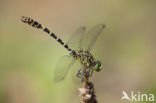 Green-eyed Hooktail (Onychogomphus forcipatus)