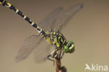 Green-eyed Hooktail (Onychogomphus forcipatus)