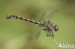 Kleine tanglibel (Onychogomphus forcipatus)