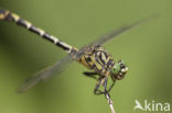 Green-eyed Hooktail (Onychogomphus forcipatus)