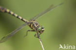 Green-eyed Hooktail (Onychogomphus forcipatus)