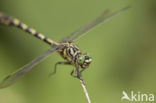 Kleine tanglibel (Onychogomphus forcipatus)