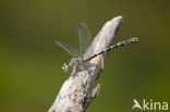 Kleine tanglibel (Onychogomphus forcipatus)