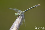 Kleine tanglibel (Onychogomphus forcipatus)