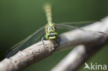 Green-eyed Hooktail (Onychogomphus forcipatus)