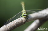 Kleine tanglibel (Onychogomphus forcipatus)