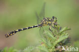 Green-eyed Hooktail (Onychogomphus forcipatus)