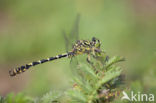 Green-eyed Hooktail (Onychogomphus forcipatus)