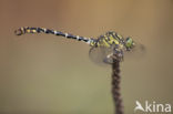 Green-eyed Hooktail (Onychogomphus forcipatus)