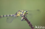 Green-eyed Hooktail (Onychogomphus forcipatus)