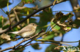 Kleine Vliegenvanger (Ficedula parva)