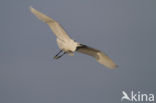 Kleine Zilverreiger (Egretta garzetta) 