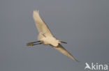 Kleine Zilverreiger (Egretta garzetta) 