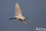 Kleine Zilverreiger (Egretta garzetta) 