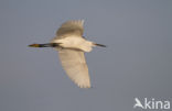 Kleine Zilverreiger (Egretta garzetta) 