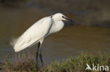 Kleine Zilverreiger (Egretta garzetta) 