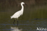 Kleine Zilverreiger (Egretta garzetta) 