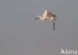 Kleine Zilverreiger (Egretta garzetta) 