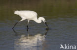 Kleine Zilverreiger (Egretta garzetta) 