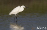 Kleine Zilverreiger (Egretta garzetta) 