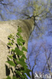 Common ivy (Hedera helix)