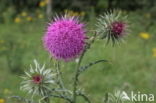 Knikkende distel (Carduus nutans)