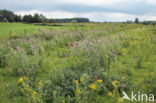 Knikkende distel (Carduus nutans)