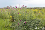 Knikkende distel (Carduus nutans)