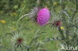 Knikkende distel (Carduus nutans)