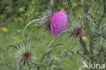 Knikkende distel (Carduus nutans)