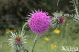 Knikkende distel (Carduus nutans)