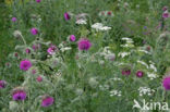 Knikkende distel (Carduus nutans)