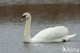 Knobbelzwaan (Cygnus olor)