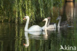 Knobbelzwaan (Cygnus olor)