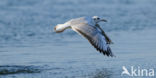 Black-headed Gull (Larus ridibundus)