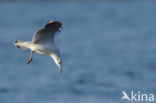 Black-headed Gull (Larus ridibundus)