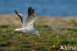 Black-headed Gull (Larus ridibundus)