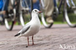 Black-headed Gull (Larus ridibundus)