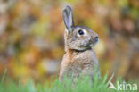 Konijn (Oryctolagus cuniculus) 