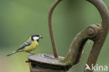 Great Tit (Parus major)
