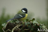 Great Tit (Parus major)